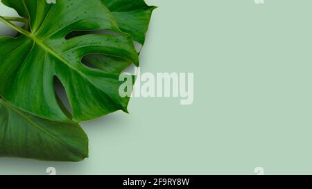 Tropical jungle Monstera plant leaves isolated on green background Stock Photo