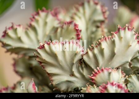 Colorful cactus plant blurry background shot with macro lens Stock Photo