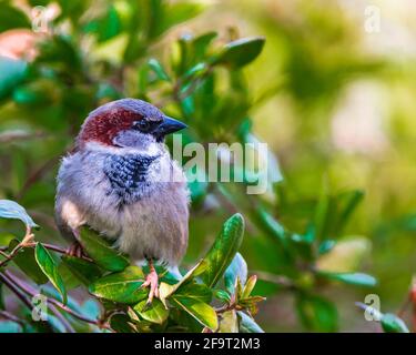 A male House Sparrow (Passer domesticus) a common garden bird sitting in a green bush Stock Photo