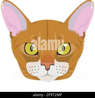 Abyssinian cat isolated on white background vector illustration Stock Vector