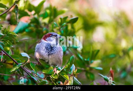 A male House Sparrow (Passer domesticus) a common garden bird sitting in a green bush Stock Photo