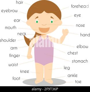 Human body parts vocabulary Vector Illustration Stock Vector