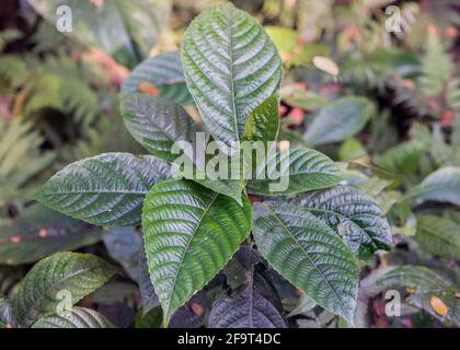 Tragia involucrata, the Indian stinging nettle, is a species of plant in  the family Euphorbiaceae Stock Photo - Alamy