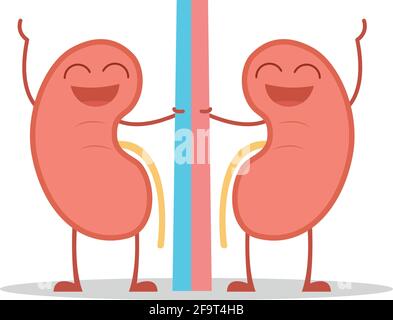 Vector illustration of a healthy and funny kidneys in cartoon style. Stock Vector
