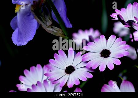 White and purple cape daisies (Dimorphotheca ecklonis) glowing against dark background next to a blue iris with yellow stamens Stock Photo