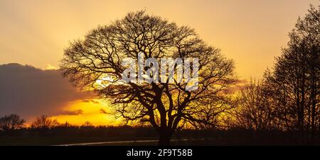 Sunset with ark appearing trees in a European landscape Stock Photo