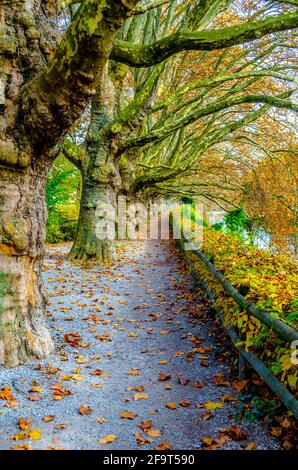 Beautiful autumn romantic alley in a public park with colorful trees ...