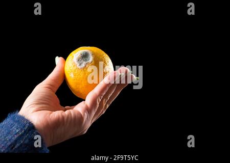 Wasted moldy yellow lemon on female hand, isolated on black background. Stock Photo