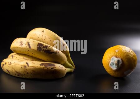 Moldy lemon and old bananas close up, on black background. Stock Photo