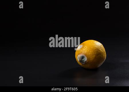 Moldy yellow lemon on black background with copy space. Stock Photo