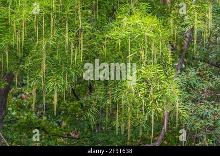 Leaves and cones of a cypress evergreen. Dense cypress branches with needles and fruits. Bald cypress, lat. Taxodium distichum Stock Photo