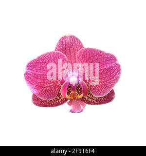Burgundy speckled orchid flower isolated on white background. Stock Photo