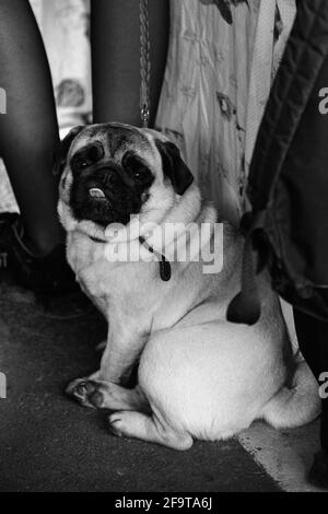 A purebred, wrinkled, small-sized dog sits on display before the show. Black and white portrait of a fawn pug with its tongue hanging out. Stock Photo