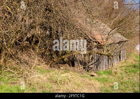 An old, half-dilapidated, abandoned and now overgrown wooden barn. Stock Photo
