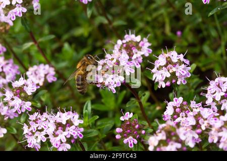 Macrophotography, Bee on a flower of caraway thyme (Thymus Herba Barona) on a sunny day. Stock Photo