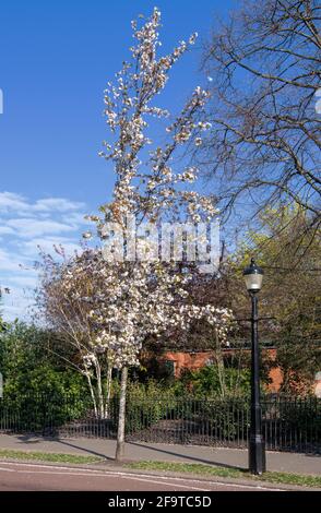 Cherry Blossom tree and street lamp Chester Road Regents Park London Stock Photo