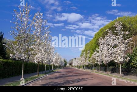 Chester Road lined with Cherry blossom trees either side Regents Park London Stock Photo