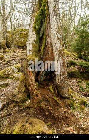 Oak trunk, Quercus Robur in spring. Tree with moss. El Tejedelo Forest. Requejo from Sanabria. Zamora. Spain. Stock Photo