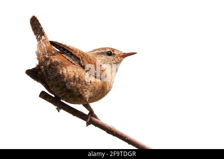 Eurasian Wren isolated on white background (Troglodytes troglodytes) Stock Photo