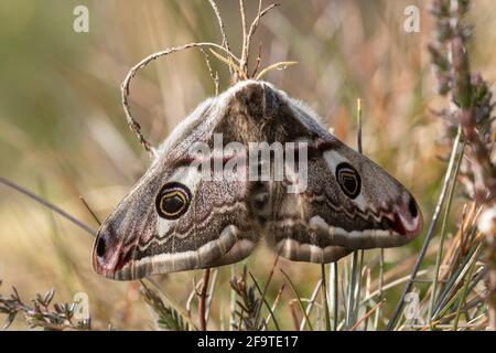 Emperor moth (Saturnia pavonia), freshly emerged female in heathland, Hampshire, UK Stock Photo