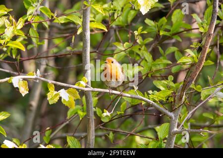 A Eurasian Robin on a branch of a tree Stock Photo