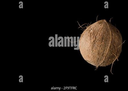 One whole ripe coconut, on black background Stock Photo