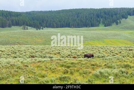 American plains bison (Bison bison) with two calves, Hayden Valley, Yellowstone national park, Wyoming, United States of America (USA). Stock Photo
