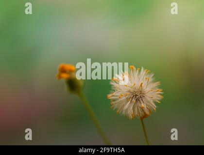 Close flower and dandelion on green-purple bokeh background Stock Photo