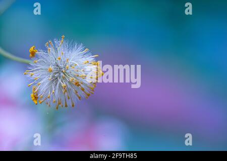 Close up for dandelion on turquoise purple bokeh background Stock Photo