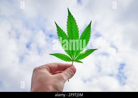 Man hand holding a Cannabis leaf towards the sky with white clouds, plant close-up, marijuana Stock Photo