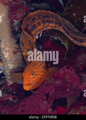 Juvenile Wolf Eel Stock Photo - Alamy