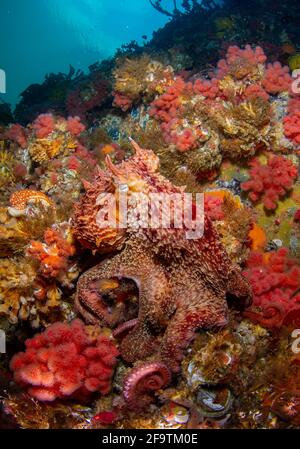 Giant Pacific Octopus in Browning passage, Port Hardy, British Columbia, Canada