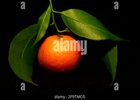 a tangerine with three leaves isolated on black closeup Stock Photo