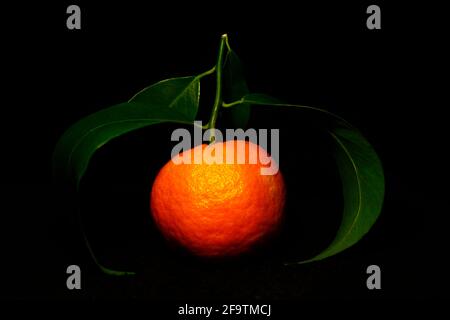 a tangerine with three leaves isolated on black Stock Photo