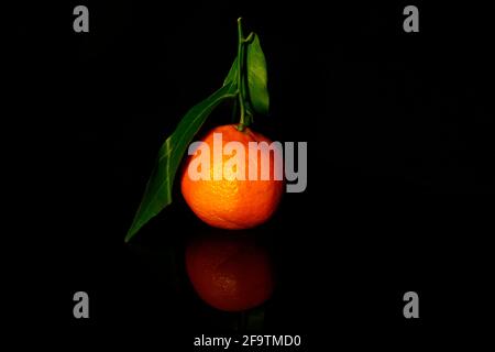 one mandarin with two leaves  isolated on black with reflection Stock Photo