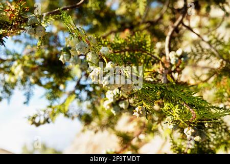 Beautiful branch of juniper tree with green seeds against blue sky , Stock Photo