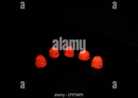 five blueberry red lke drops on circle isolated on black Stock Photo