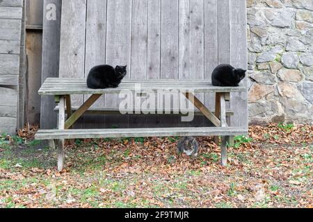 Two black cats on the street on the table and a gray cat under the bench. cute pets Stock Photo