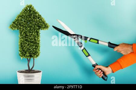 Gardener cuts a plant with a shape of arrow. concept of success and improvement. cyan background Stock Photo