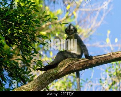 Thomas Leaf Monkey (Presbytis thomasi) sitting casually in tree Sumatra, Indonesia Stock Photo