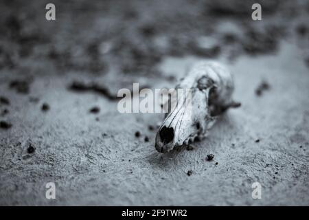 Old dog's skull whited with rains lie on cement Stock Photo