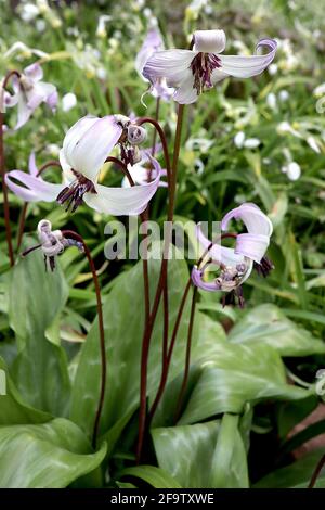 Erythronium hendersonii Henderson’s fawn lily - wide white bell-shaped flowers with upswept petals and violet petal ends, April, England, UK Stock Photo