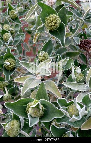 Phlomis fruticosa Jerusalem sage – olive green wavy leaves with fine white edges,  April, England, UK Stock Photo