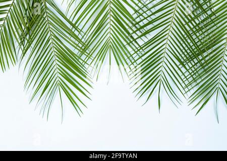 Palm leaves on blue background Stock Photo