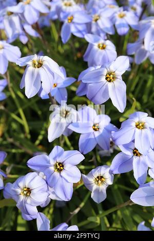 Blue Ipheion Uniflorum 'Rolf Fiedler' (Spring Star Flower) grown at RHS ...
