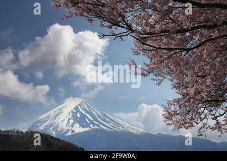 Mount Fuji and Sakura tree in blooming,Scenery of Mount Fuji in the daytime sky. Stock Photo