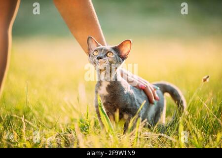 Woman Stroking Funny Young Gray Devon Rex. Kitten Sitting In Green Grass. Short-haired Cat Of English Breed Stock Photo