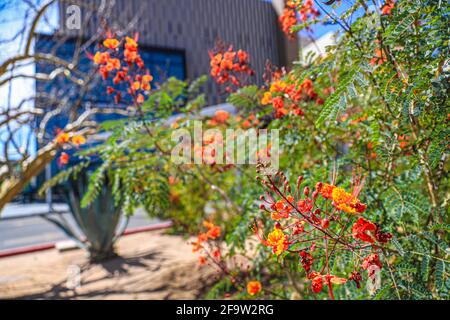 Red Tabachin tree flower, Caesalpinia pulcherrima, Delonix regia, Fire Tree, Peacock Flower, Royal Poinciana Hermosillo, Sonora, Mexico ... (Photo By Luis Gutierrez / Norte Photo) ...  Flor de arbol de Tabachin rojo, Caesalpinia pulcherrima , Delonix regia, Árbol de fuego, Peacock Flower, Royal Poinciana  Hermosillo, Sonora, Mexico...(Photo By Luis Gutierrez/ Norte Photo)... Stock Photo