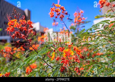 Red Tabachin tree flower, Caesalpinia pulcherrima, Delonix regia, Fire Tree, Peacock Flower, Royal Poinciana Hermosillo, Sonora, Mexico ... (Photo By Luis Gutierrez / Norte Photo) ...  Flor de arbol de Tabachin rojo, Caesalpinia pulcherrima , Delonix regia, Árbol de fuego, Peacock Flower, Royal Poinciana  Hermosillo, Sonora, Mexico...(Photo By Luis Gutierrez/ Norte Photo)... Stock Photo