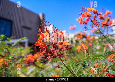 Red Tabachin tree flower, Caesalpinia pulcherrima, Delonix regia, Fire Tree, Peacock Flower, Royal Poinciana Hermosillo, Sonora, Mexico ... (Photo By Luis Gutierrez / Norte Photo) ...  Flor de arbol de Tabachin rojo, Caesalpinia pulcherrima , Delonix regia, Árbol de fuego, Peacock Flower, Royal Poinciana  Hermosillo, Sonora, Mexico...(Photo By Luis Gutierrez/ Norte Photo)... Stock Photo